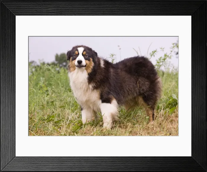 Framed Print : Dog - Australian Sheepdog / Shepherd Dog Framed Print : Dog - Australian Sheepdog / Shepherd Dog