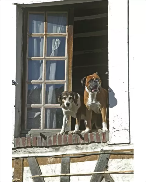 Dogs - looking out of open window waiting for owner