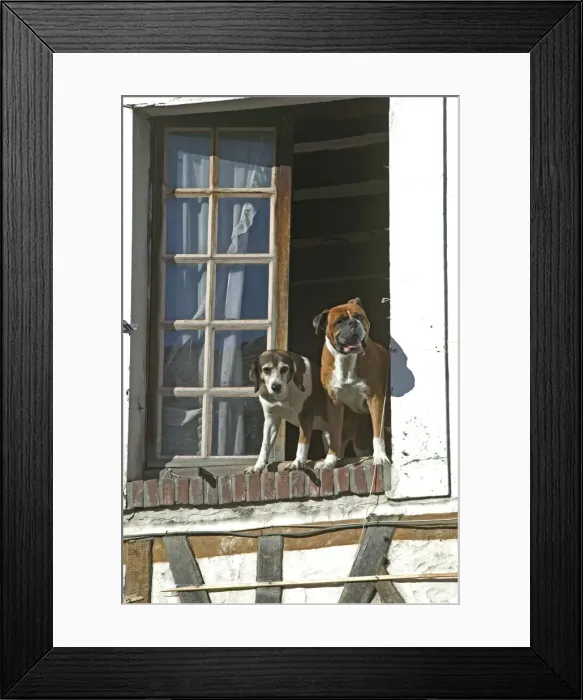 Framed Print : Dogs - looking out of open window waiting for owner Framed Print : Dogs - looking out of open window waiting for owner