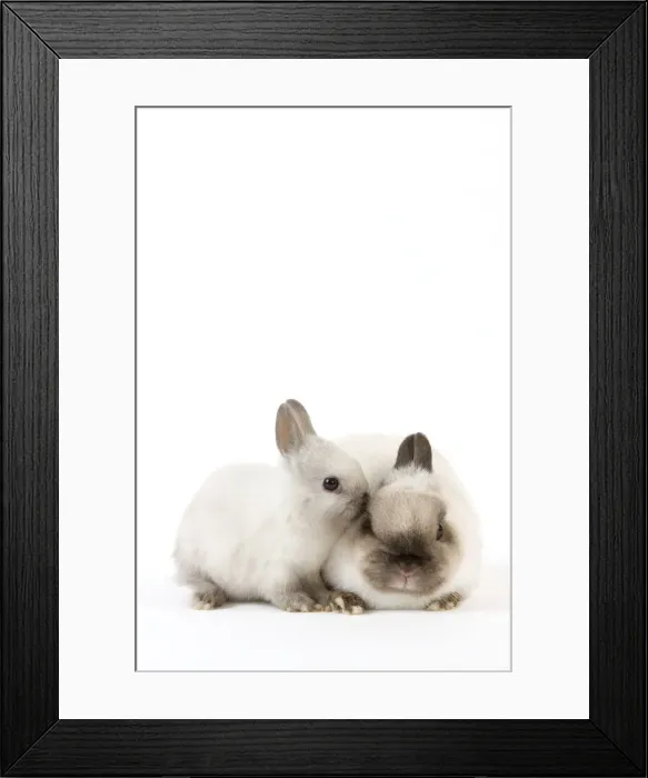 Framed Print : Dwarf Rabbit - with young Framed Print : Dwarf Rabbit - with young