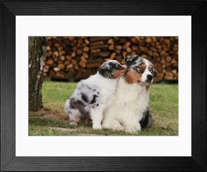 Framed Print : Dog - Australian Sheepdogs / Shepherd Dogs Framed Print : Dog - Australian Sheepdogs / Shepherd Dogs