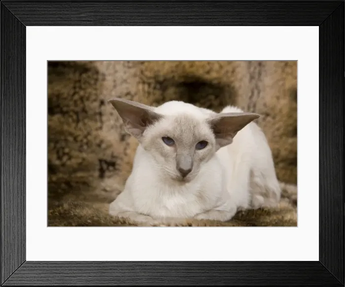 Framed Print : Cat - Siamese