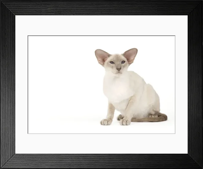 Framed Print : Cat - Siamese Framed Print : Cat - Siamese