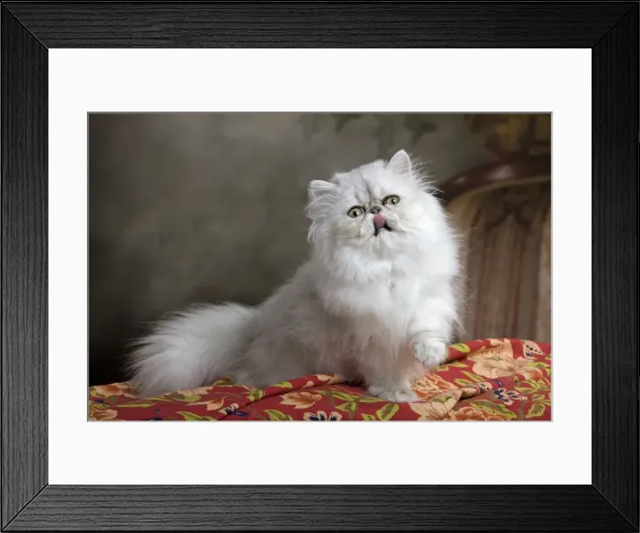 Framed Print : Cat - Persian - licking lips Framed Print : Cat - Persian - licking lips