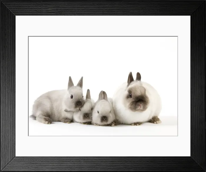 Framed Print : Dwarf Rabbit - with young Framed Print : Dwarf Rabbit - with young