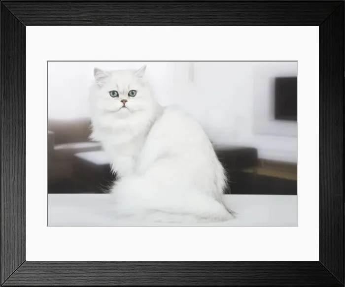 Framed Print : Cat - Persian Chinchilla