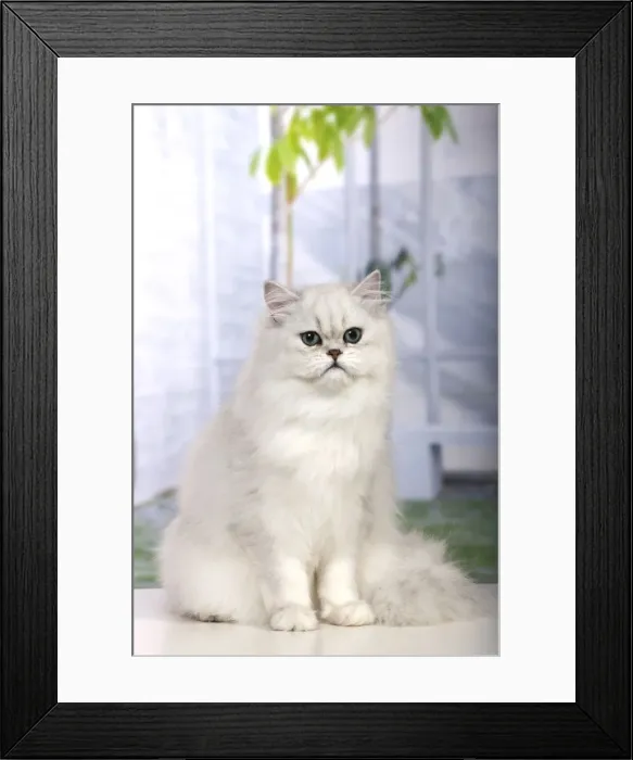 Framed Print : Cat - Persian Chinchilla