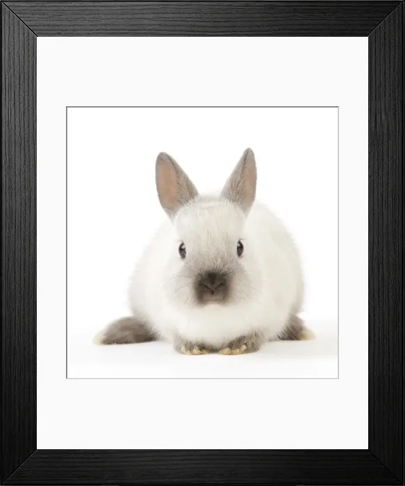Framed Print : Dwarf Rabbit Framed Print : Dwarf Rabbit