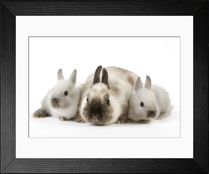 Framed Print : Dwarf Rabbit - with young Framed Print : Dwarf Rabbit - with young