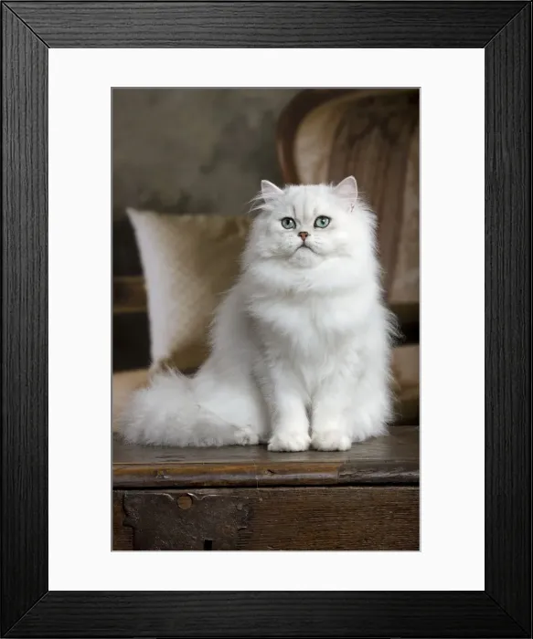 Framed Print : Cat - Persian Framed Print : Cat - Persian