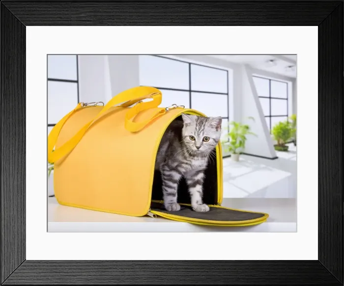 Framed Print : Cat - British Short Hair Silver Spotted - in travel carrier / transporter Framed Print : Cat - British Short Hair Silver Spotted - in travel carrier / transporter
