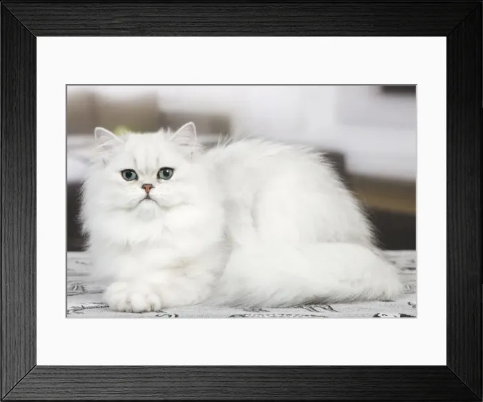 Framed Print : Cat - Persian Chinchilla Framed Print : Cat - Persian Chinchilla