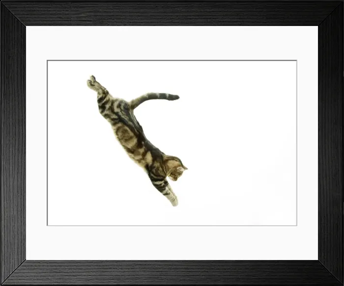 Framed Print : Cat - European Shorthair Brown Tabby - jumping in mid-air Framed Print : Cat - European Shorthair Brown Tabby - jumping in mid-air