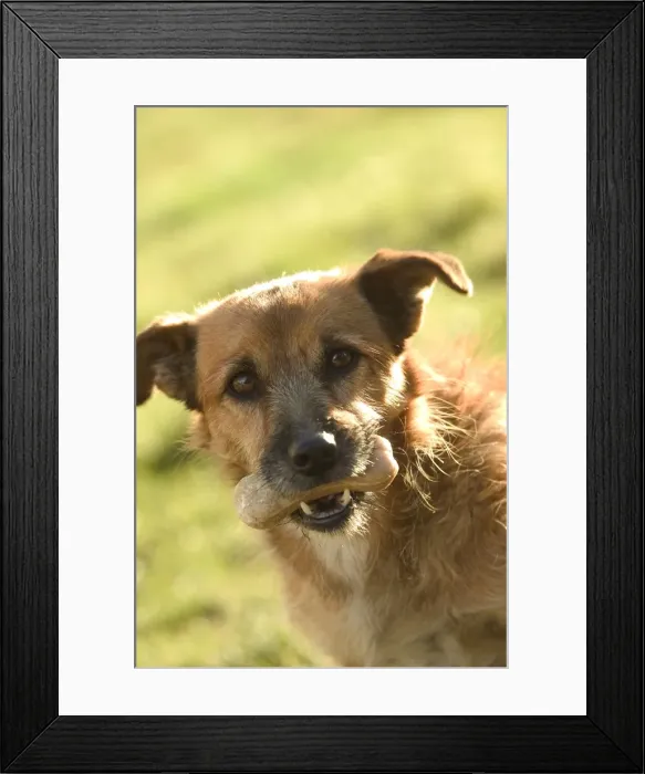 Framed Print : Dog - Mongrel with treat in mouth Framed Print : Dog - Mongrel with treat in mouth