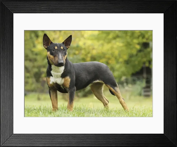 Framed Print : Dog - Miniature Bull Terrier Framed Print : Dog - Miniature Bull Terrier