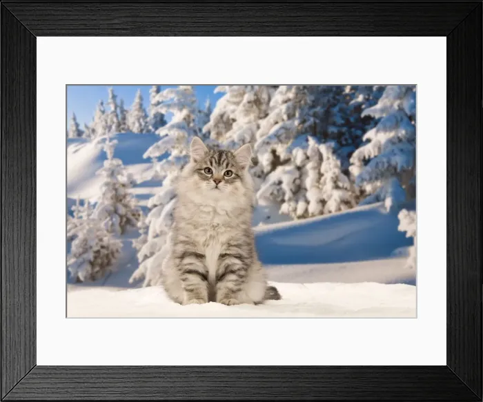 Framed Print : Cat - Siberian Cat - in snow Framed Print : Cat - Siberian Cat - in snow