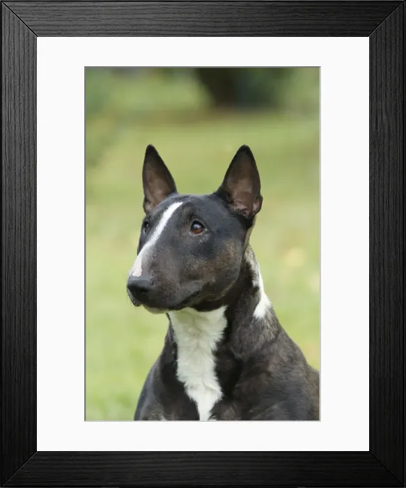 Framed Print : Dog - Miniature Bull Terrier Framed Print : Dog - Miniature Bull Terrier