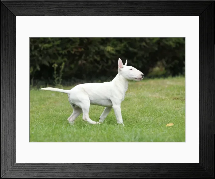 Framed Print : Dog - Miniature Bull Terrier Framed Print : Dog - Miniature Bull Terrier