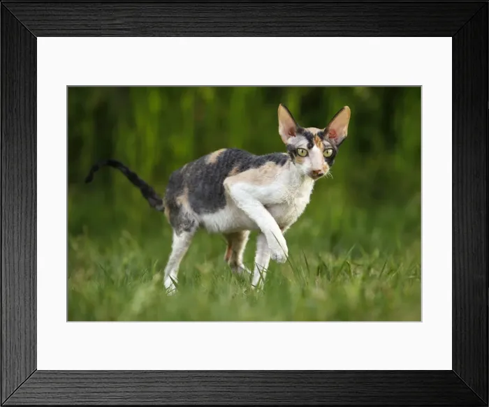 Framed Print : Cat - Cornish Rex Framed Print : Cat - Cornish Rex