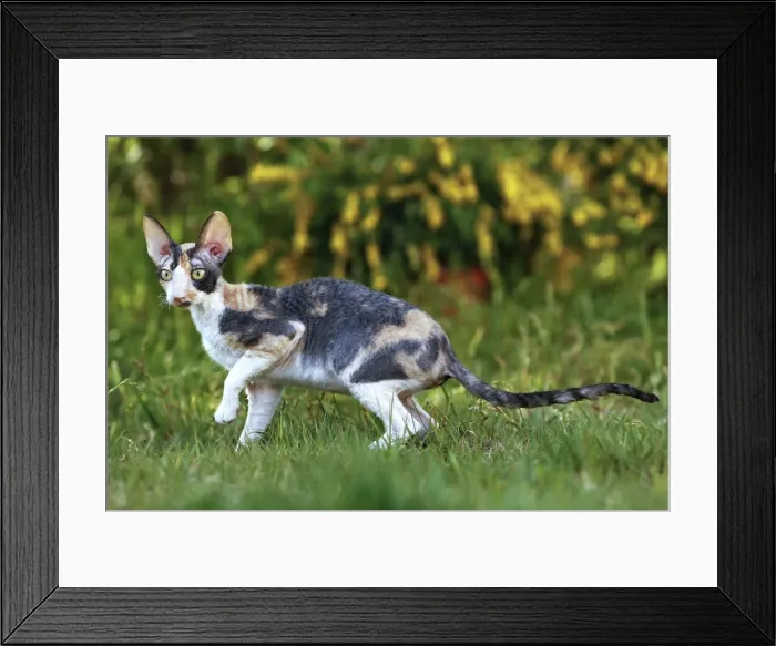 Framed Print : Cat - Cornish Rex Framed Print : Cat - Cornish Rex