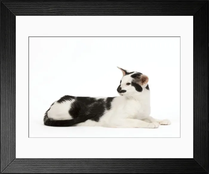 Framed Print : Cat - Oriental Framed Print : Cat - Oriental