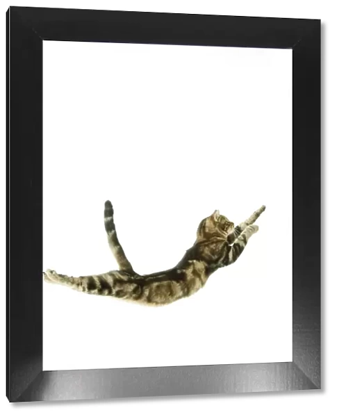 Cat - European Shorthair Brown Tabby - jumping in mid-air