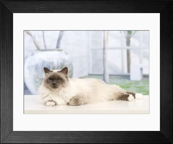 Framed Print : Cat - Birman Framed Print : Cat - Birman