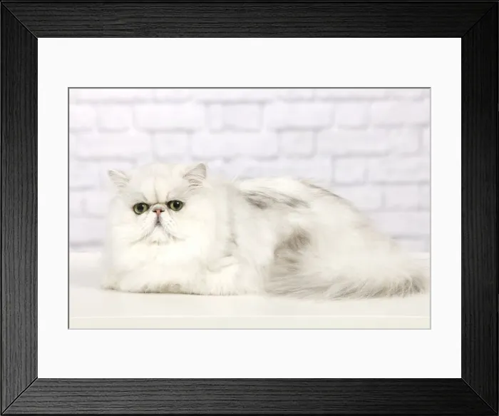 Framed Print : Cat - Persian Chinchilla Framed Print : Cat - Persian Chinchilla