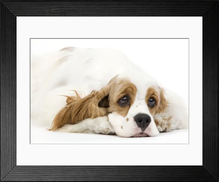 Framed Print : Dog - American Cocker Spaniel Framed Print : Dog - American Cocker Spaniel