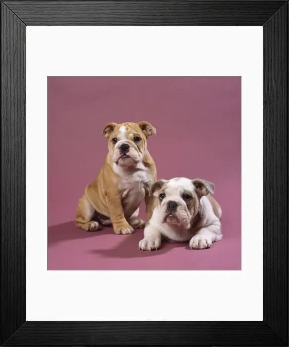 Framed Print : Bulldog Puppies Framed Print : Bulldog Puppies