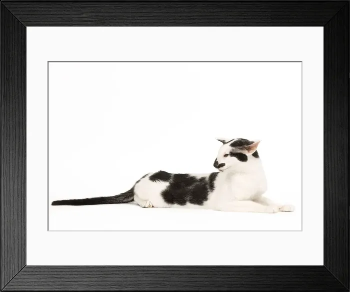 Framed Print : Cat - Oriental Framed Print : Cat - Oriental