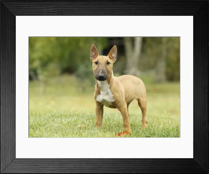 Framed Print : Dog - Miniature Bull Terrier Framed Print : Dog - Miniature Bull Terrier
