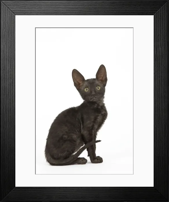 Framed Print : Cat - Cornish Rex Framed Print : Cat - Cornish Rex