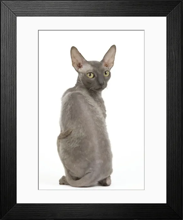 Framed Print : Cat - Cornish Rex Framed Print : Cat - Cornish Rex