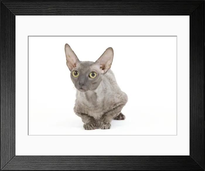 Framed Print : Cat - Cornish Rex Framed Print : Cat - Cornish Rex