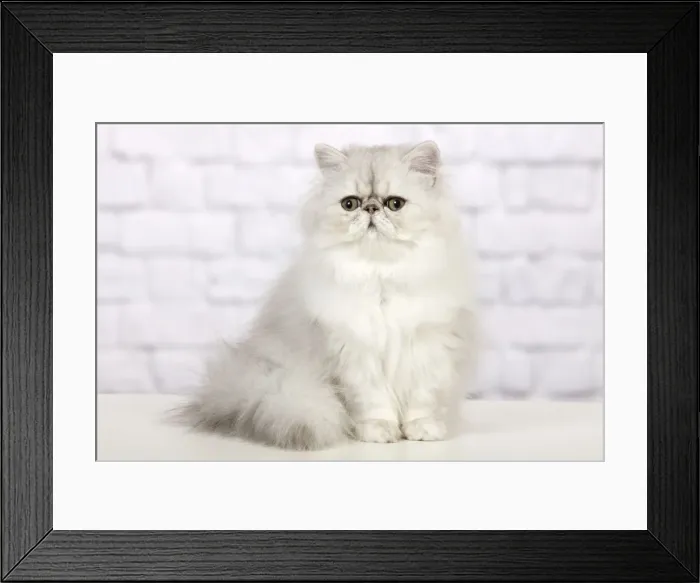 Framed Print : Cat - Persian Chinchilla Framed Print : Cat - Persian Chinchilla