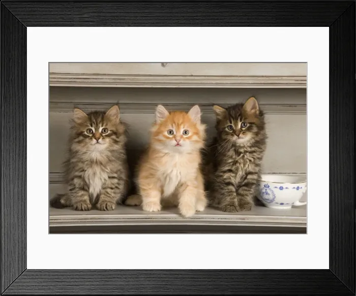 Framed Print : Cat - Siberian Kittens - on shelf with tea cup Framed Print : Cat - Siberian Kittens - on shelf with tea cup