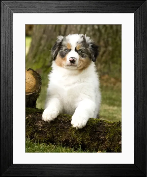 Framed Print : Dog - Australian Sheepdog / Shepherd Dog Framed Print : Dog - Australian Sheepdog / Shepherd Dog