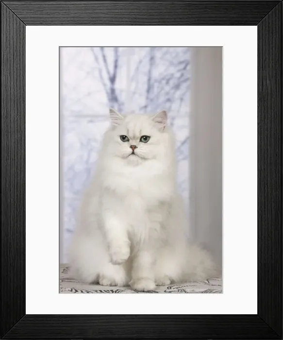 Framed Print : Cat - Persian Chinchilla Framed Print : Cat - Persian Chinchilla