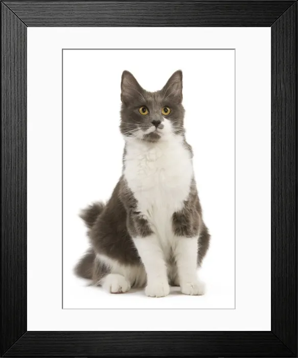 Framed Print : Cat - Norwegian Forest Bicolor Cat Framed Print : Cat - Norwegian Forest Bicolor Cat