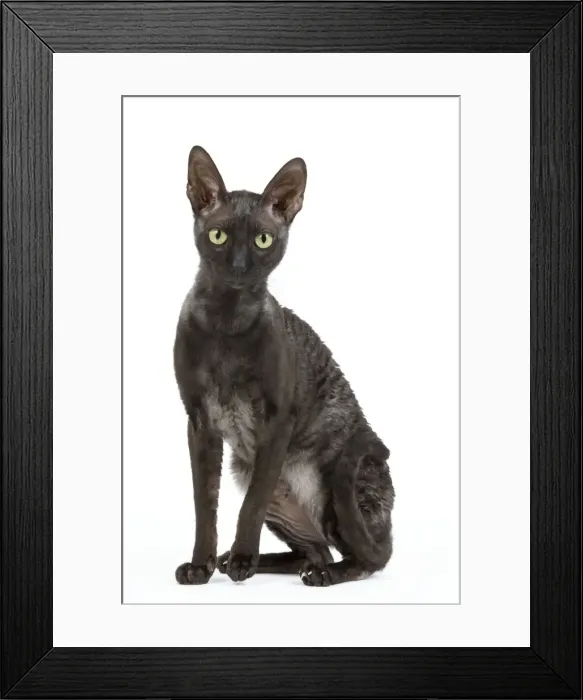 Framed Print : Cat - Cornish Rex Framed Print : Cat - Cornish Rex