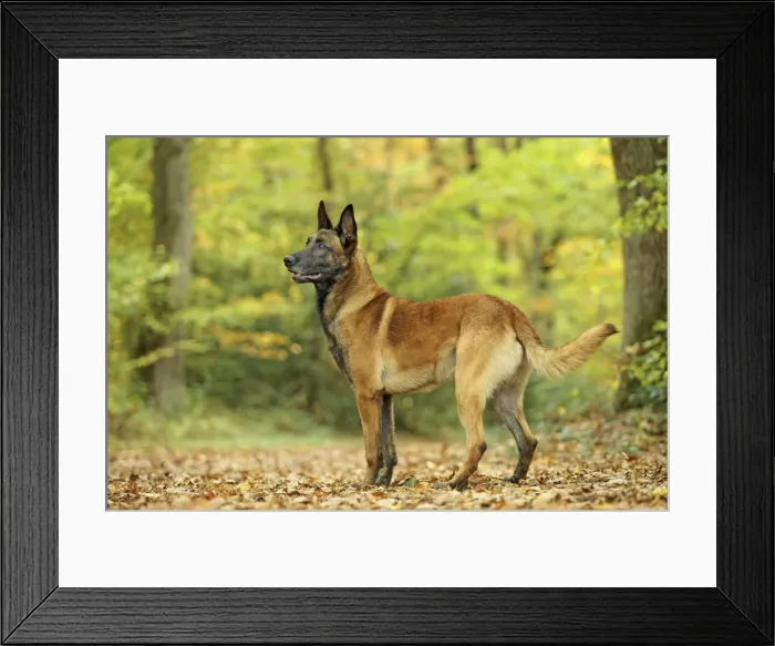 Framed Print : Dog - Belgian Shepherd Dog / Malinois Framed Print : Dog - Belgian Shepherd Dog / Malinois