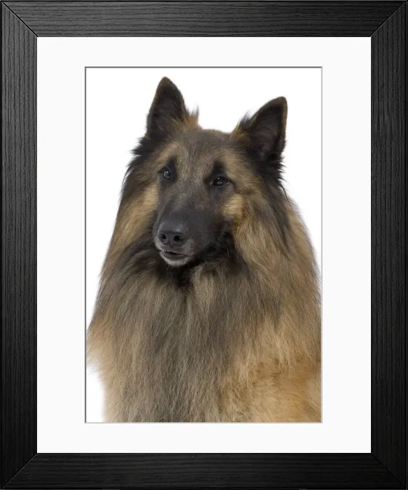 Framed Print : Dog - Belgium Sheepdog / Tervuren Framed Print : Dog - Belgium Sheepdog / Tervuren