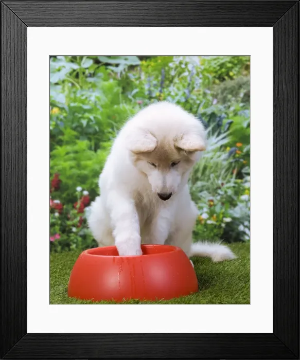 Framed Print : Dog - Swiss White Shepherd Dog - with dog bowl Framed Print : Dog - Swiss White Shepherd Dog - with dog bowl