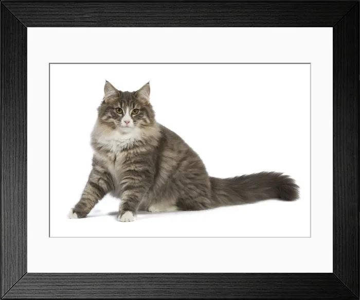 Framed Print : Cat - Norwegian Forest Cat Framed Print : Cat - Norwegian Forest Cat