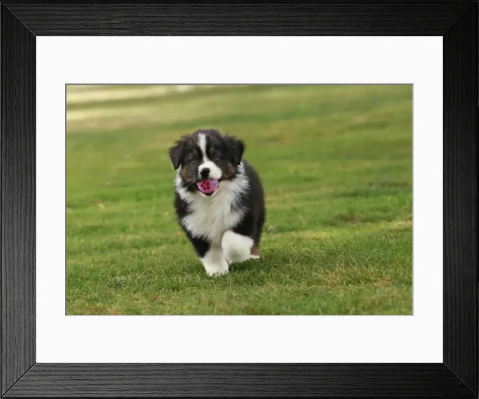 Framed Print : Dog - Australian Sheepdog / Shepherd Dog - with ball in mouth Framed Print : Dog - Australian Sheepdog / Shepherd Dog - with ball in mouth