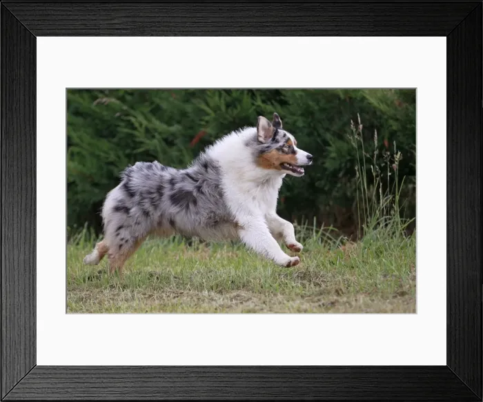 Framed Print : Dog - Australian Sheepdog / Shepherd Dog - running Framed Print : Dog - Australian Sheepdog / Shepherd Dog - running