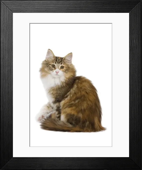 Framed Print : Cat - Norwegian Forest Cat