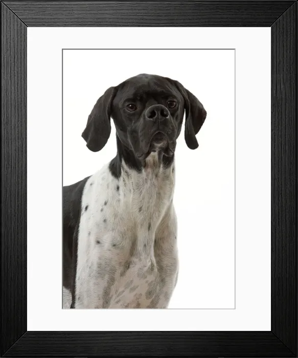 Framed Print : Dog - Pointer Framed Print : Dog - Pointer