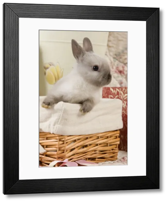 Framed Print : Dwarf Rabbit Framed Print : Dwarf Rabbit